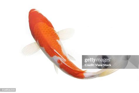 koi fish pictures|7,129 Koi Fish Stock Photos & High.